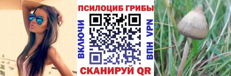 Галлюциногенные грибы Psilocybe  Себеж 